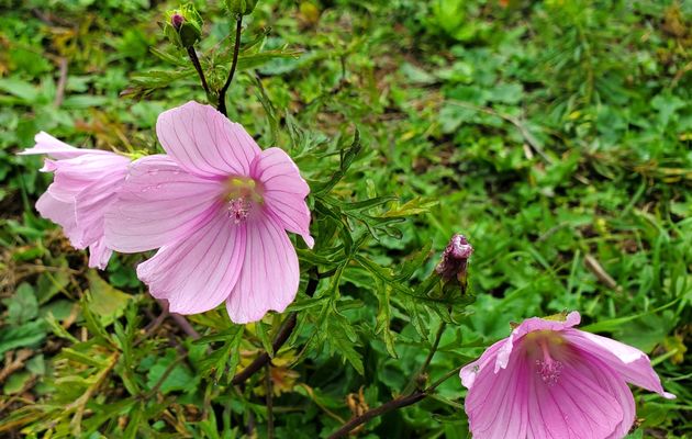 Au gré de mes courtes ballades