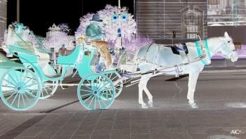 Pourquoi en vouloir aux calèches dans les villes ?