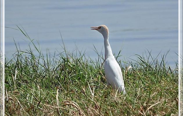 Héron garde-boeufs, Western Cattle Egret (Bubulcus ibis) - Safari nautique - Parc National de Chobe - Botswana
