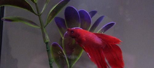 Bubulle : mon combattant