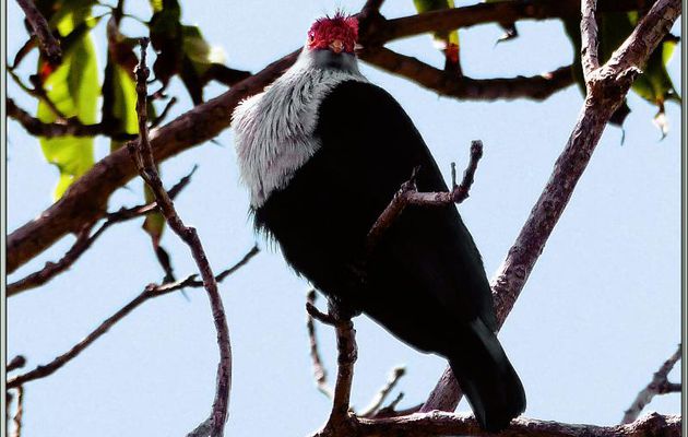Founingo rougecap "Pigeon hollandais" (Alectroenas pulcherrimus) - Praslin - Seychelles