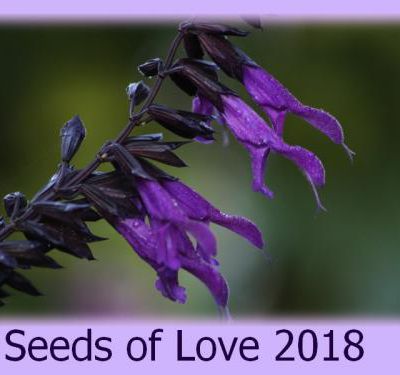 Seeds of Love 2018