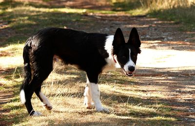 Grandir dans les Cévennes...
