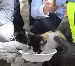 Mobilisation de 20 personnes pour secourir un chat perché