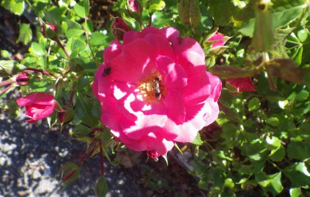 LES  JARDINS  DE MA  VILLE