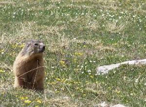 Marmotte