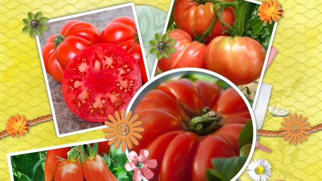 Des Tomates à toutes les Sauces