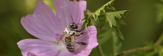 Pollinisation encore ...