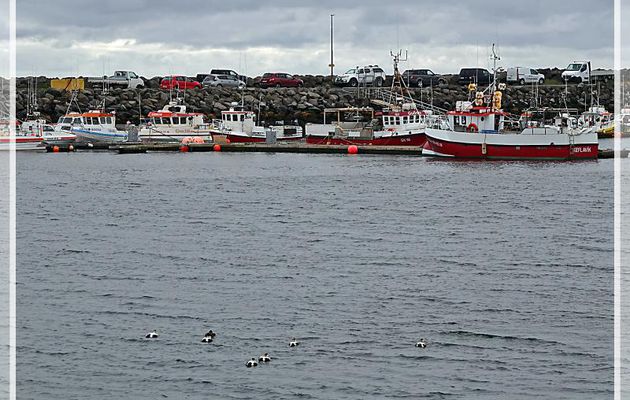 06/06/2023 : rapide tour sur la pointe nord-est de la Péninsule de Reykjanes - Islande