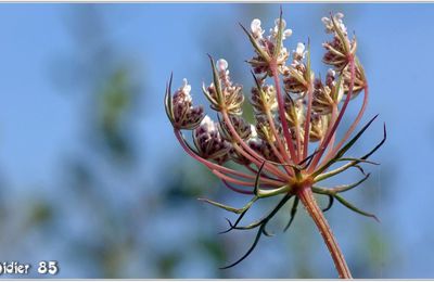 Carotte Sauvage (3) - Daucus carota