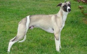 Standard du whippet