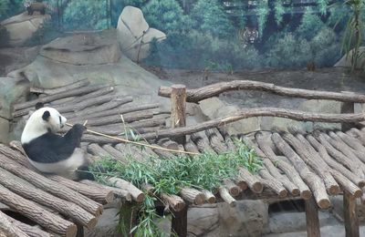 Les pandas géants du Zoo de Beauval...