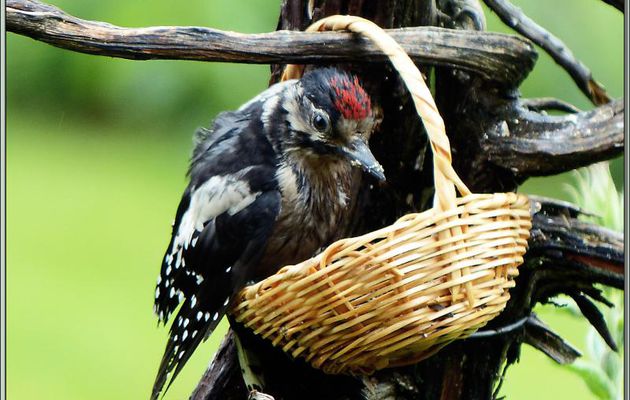 Jeunes pics épeiches (Dendrocopos major) - Lartigau - Milhas - 31