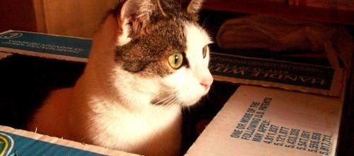 Fatiguée mais la boule diminue encore!