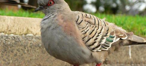 Pigeons Punk