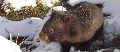 Le wombat en danger
