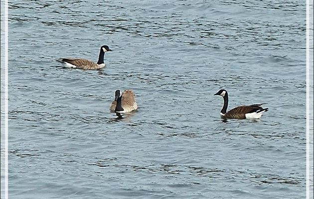 Bernache du Canada, Canada Goose (Branta canadensis) - Gananoque - Ontario - Canada