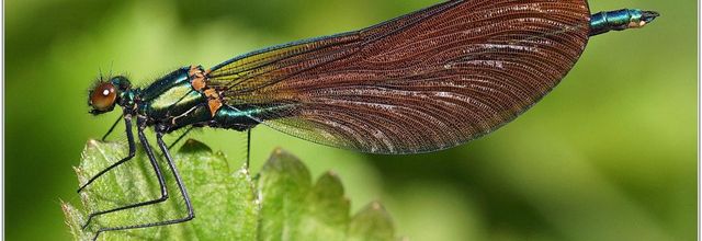 Caloptéryx Vierge (9) - Calopteryx virgo