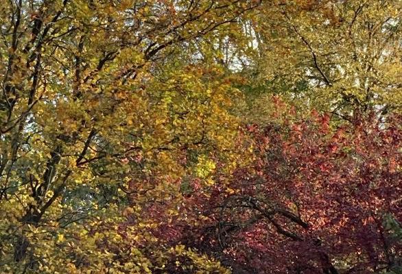 Billet à emporter par le vent de novembre