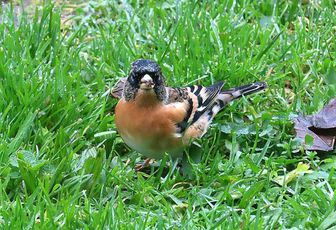 un bel oiseau chez nous !