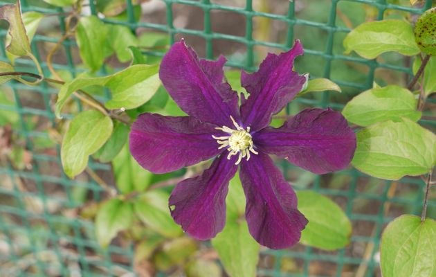DANS MON JARDIN