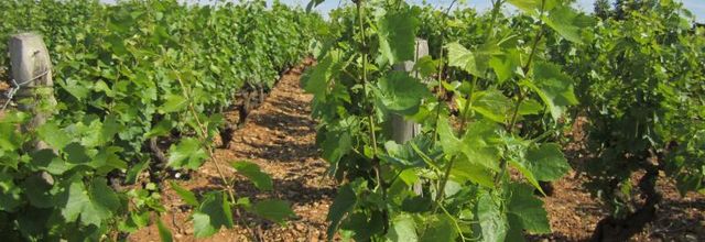 Encore dans les vignes...