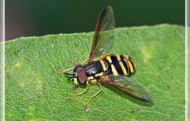 Mouche syrphe "Chrysotoxe prudent" mâle, Giant prong-horn hoverfly (Chrysotoxum cautum) - Lartigau - Milhas - 31