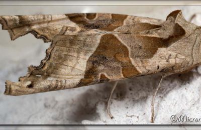 Papillon de nuit: Phlogophora meticulosa (Linnaeus, 1758)