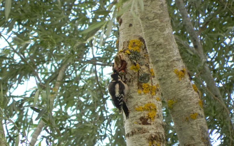 l'oiseau du jour ! 