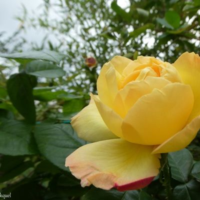 Encore une balade fleurie et colorée dans mon village, le 3 octobre...