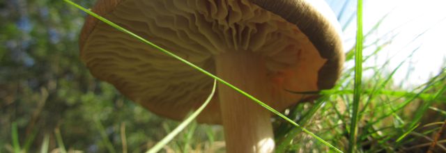 La résilience et l’intelligence des champignons