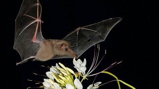 Animal nocturne ... 