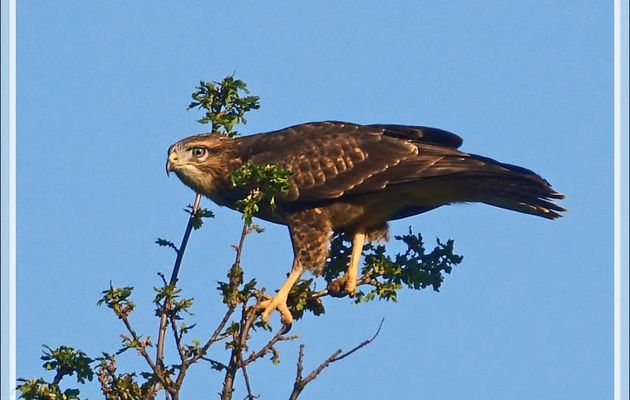 Buse variable, Common Buzzard (Buteo buteo) - Lartigau - Milhas - 31