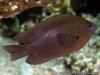 Poisson Demoiselle noire juvénile, young Bowtie damselfish or Black damsel (Neoglyphidodon melas) - Nosy Sakatia - Madagascar