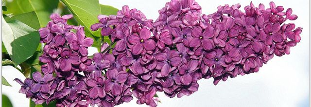 Lilas Commun (1) - Syringa vulgaris