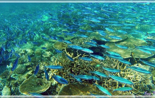 Banc de Fusiliers à ligne olive ou tricolor, Dark-banded fusilier (Pterocaesio tile) - Snorkeling à Thudufushi - Atoll d'Ari - Maldives