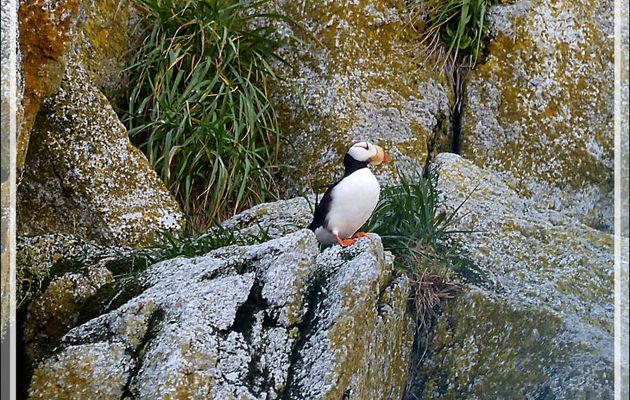 Macareux moine, Atlantic Puffin (Fratercula arctica) - Ukivok - King Island (Ugiuvak) - Détroit de Béring - Alaska