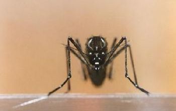 Epidémie de dengue en Martinique