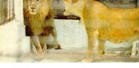 Les femmes ont le dernier mot