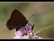 Thécla de l'yeuse (Satyrium ilicis) - Lycaenidae