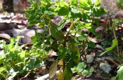 Euphorbia peplus - euphorbe des jardins