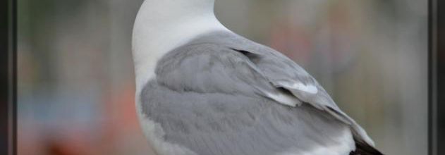 Ne m'appelez plus "mouette"