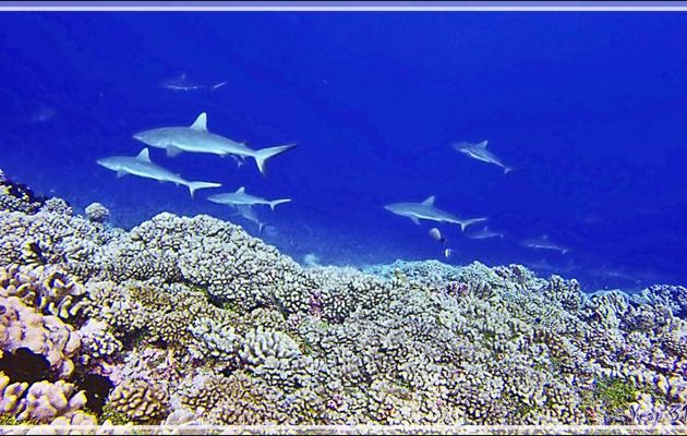 Requin gris de récif Grey reef shark or Blacktail reef shark (Carcharhinus amblyrhynchos) - Passe Tumakohua - Fakarava sud - Tuamotu - Polynésie française