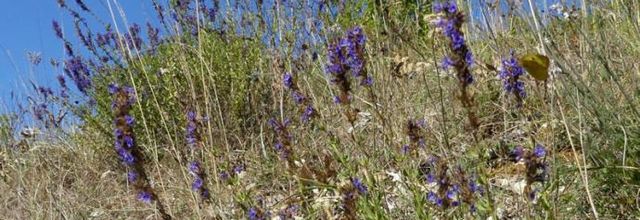 Hyssopus officinalis  -  hysope officinale