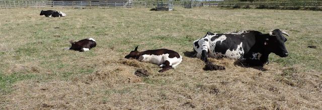 ah la vache  lol lol lol 