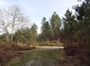 CR / RANDO 15 / ST-JEAN-D'ILLAC JALLES 