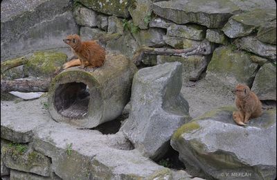 La Ménagerie, Zoo du Jardin des Plantes : Mangouste jaune