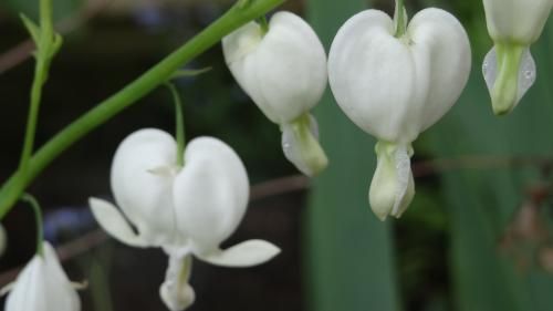 Coeur de Marie