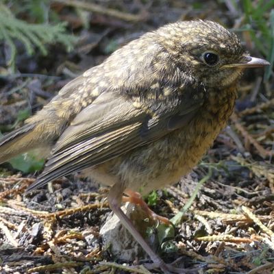 Rouge-gorge printanier
