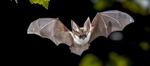 La chauve-souris anti-moustique mal aimée
